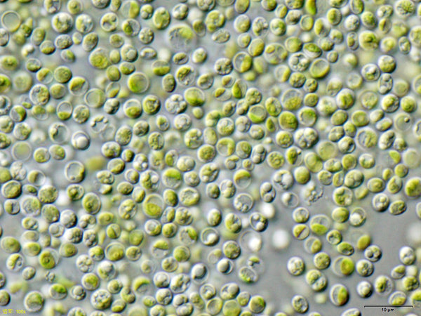 Health Benefits of Chlorella