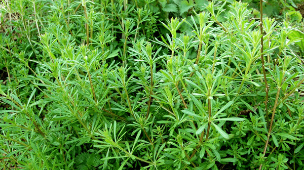 Health Benefits of Cleavers Herb