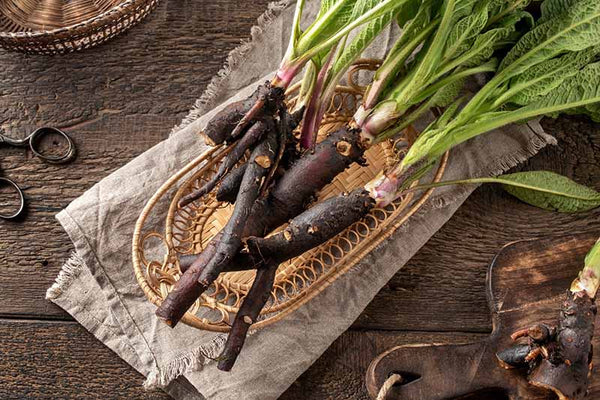 Health Benefits of Comfrey Root