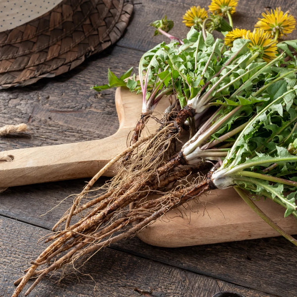 Health Benefits of Dandelion Root