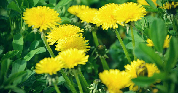 Health Benefits of Dandelion Leaf