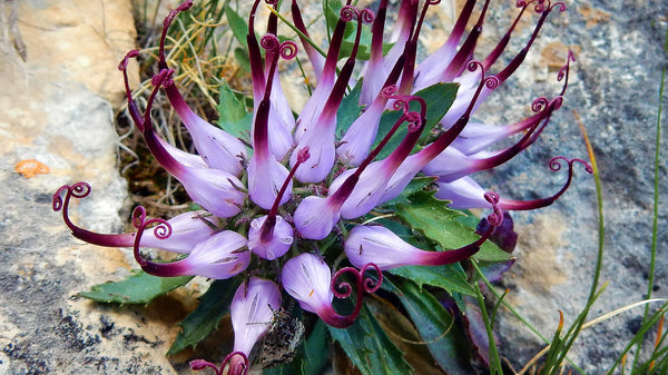 Health Benefits of Devil's Claw Root