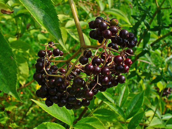 Health Benefits of Elderberry
