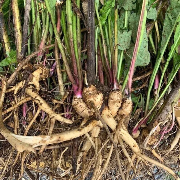 Health Benefits of Elecampane Root
