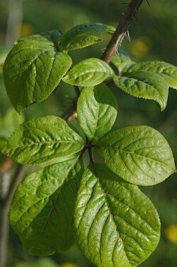 Health Benefits of Eleuthero Root