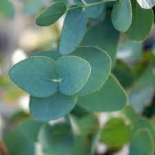 Health Benefits of Eucalyptus Leaf