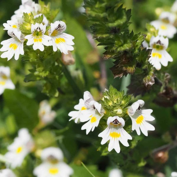 Health Benefits of Eyebright Herb