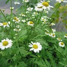 Health Benefits of Feverfew Herb