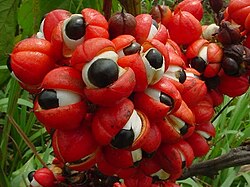 Health Benefits of Guarana Seed