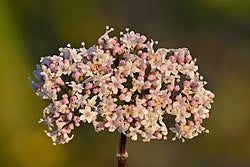 Health Benefits of Valerian root