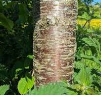 Health Benefits of Wild Cherry Bark