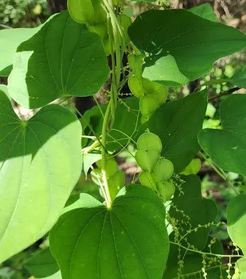 Health Benefits of Wild Yam Root