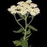 Health Benefits of Yarrow Flower