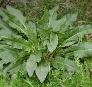 Health Benefits of Yellow Dock Root