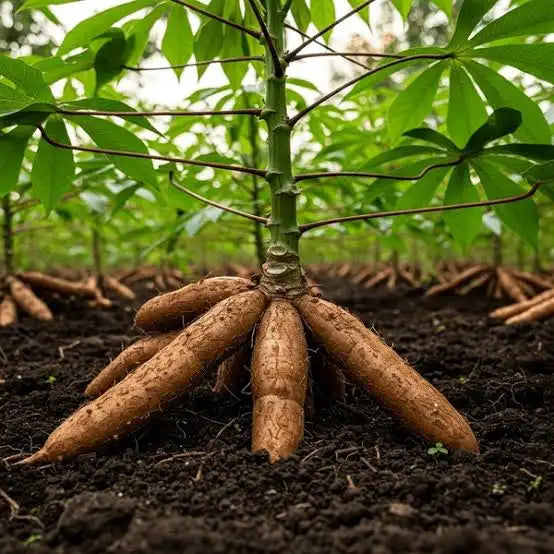 Health Benefits of Yucca Root