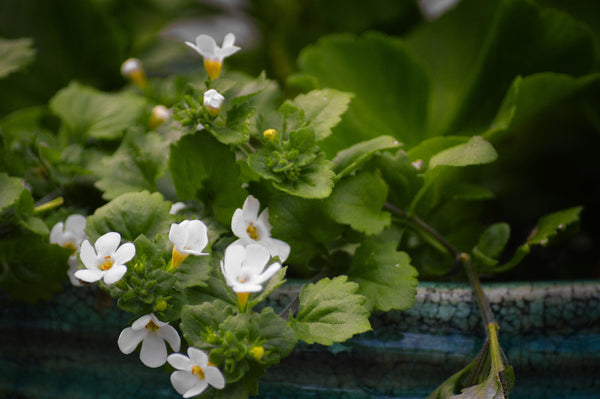 Health Benefits of Bacopa Monnieri (Brahmi)