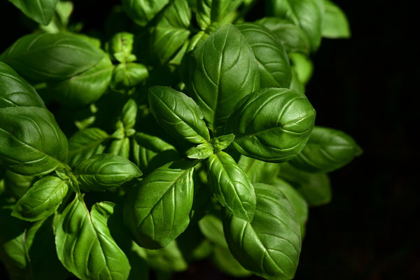 Health Benefits of Chickweed Herb