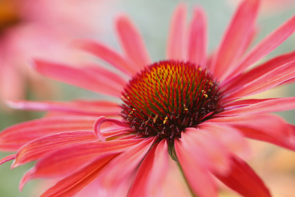 Health Benefits of Echinacea Purpurea Tops