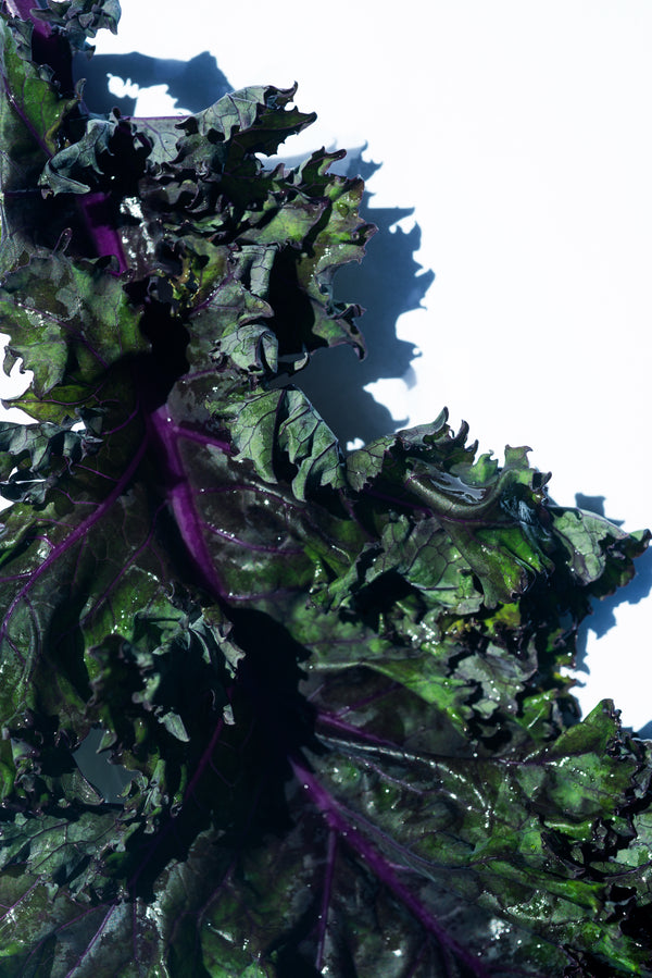 Health Benefits of Kale