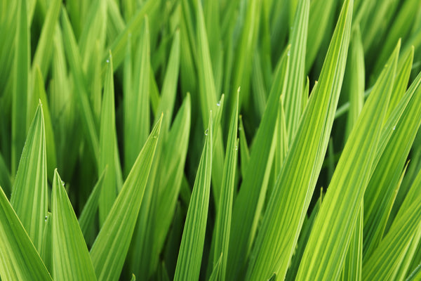 Health Benefits of Barley Grass