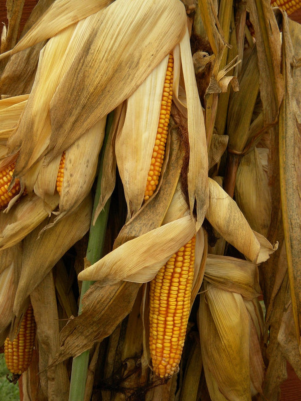 Health Benefits of Cornsilk