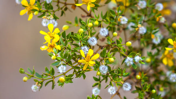Health Benefits of Chaparral Leaf