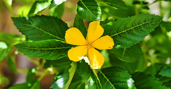 Health Benefits of Damiana Leaf