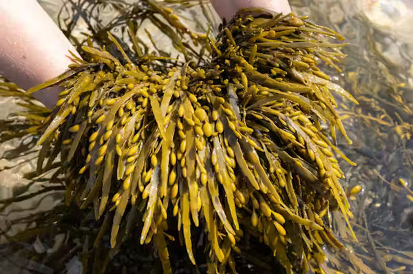 Health Benefits of Bladderwrack