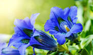Health Benefits of Gentian Root