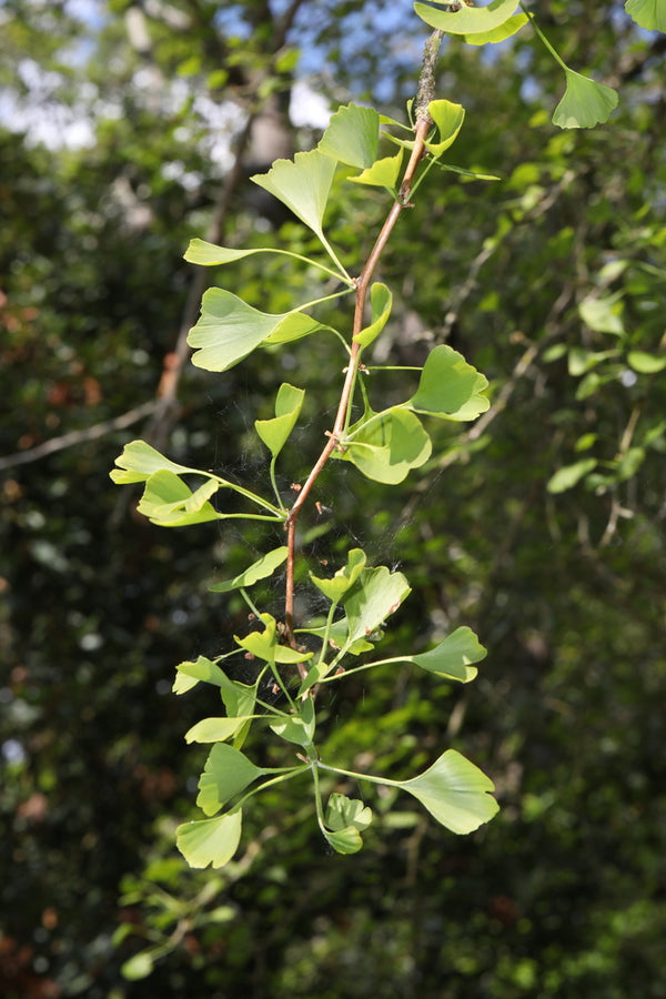 Health Benefits of Ginkgo Leaf