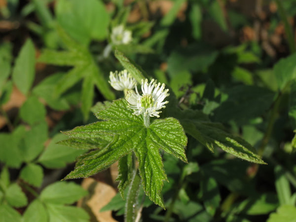 Health Benefits of Goldenseal Root