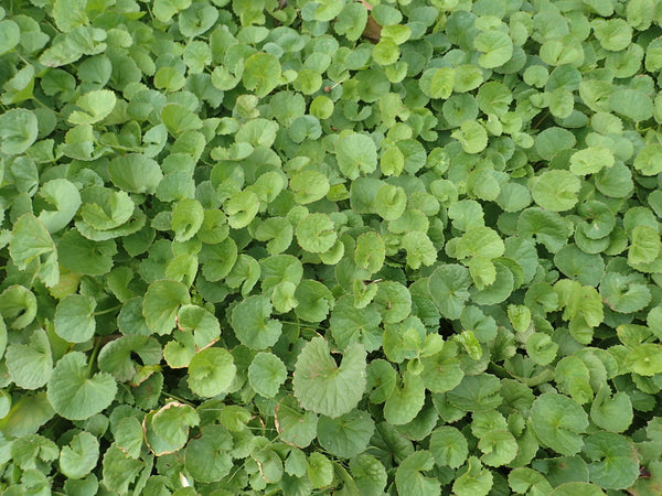Health Benefits of Gotu Kola