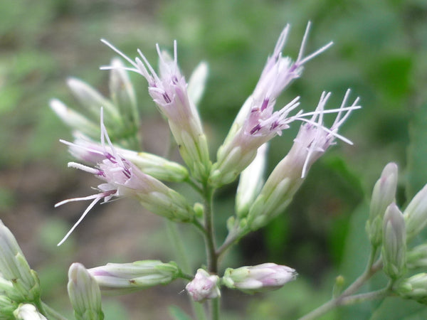 Health Benefits of Gravel Root