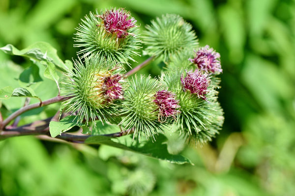 Health Benefits of Burdock