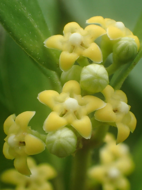 Health Benefits of Gymnema