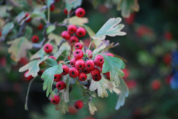 Health Benefits of Hawthorn Berry