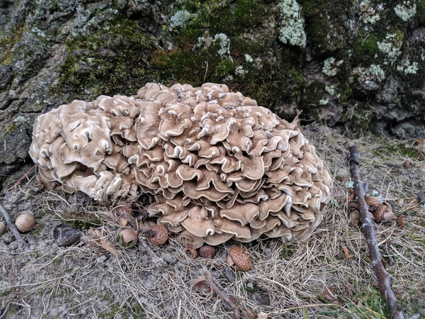 Health Benefits of Mushroom Maitake