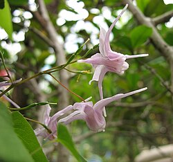 Health Benefits of Horny Goat Weed