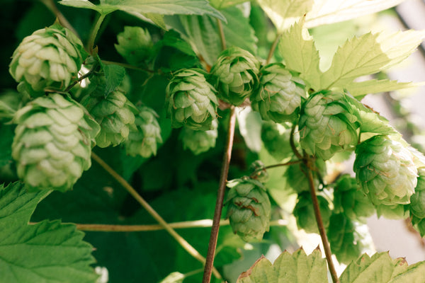 Health Benefits of Hops Flowers