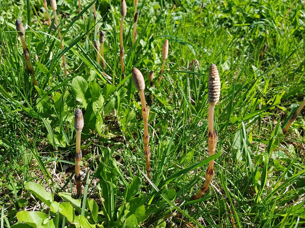 Health Benefits of Horsetail (Shavegrass)