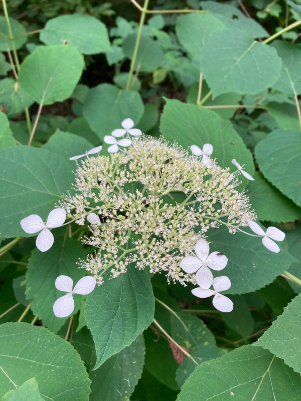 Health Benefits of Hydrangea Root