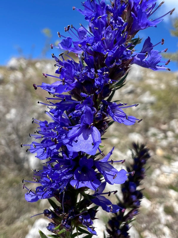 Health Benefits of Hyssop