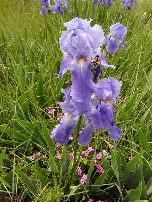 Health Benefits of Orris Root