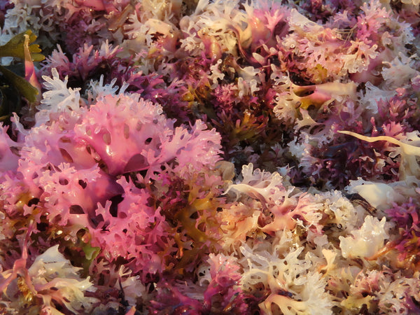 Health Benefits of Irish Moss