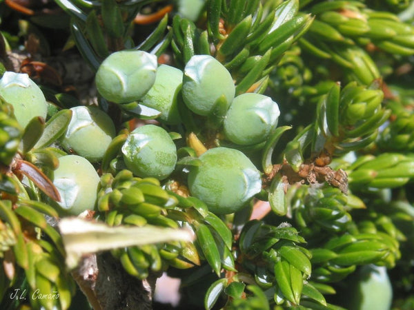 Health Benefits of Juniper Berry