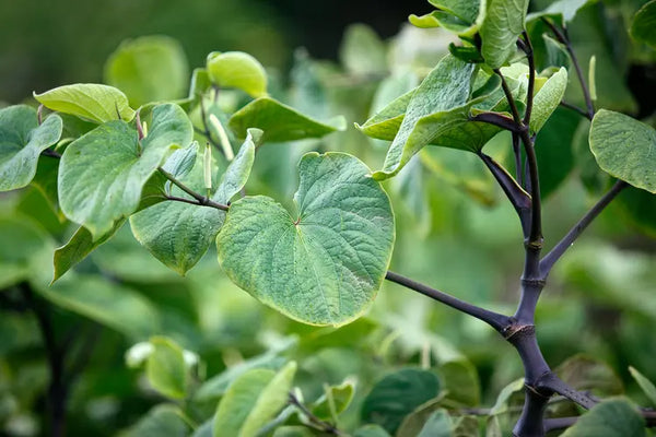 Health Benefits of Kava Kava Root
