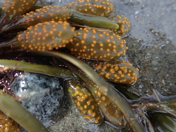 Health Benefits of Kelp