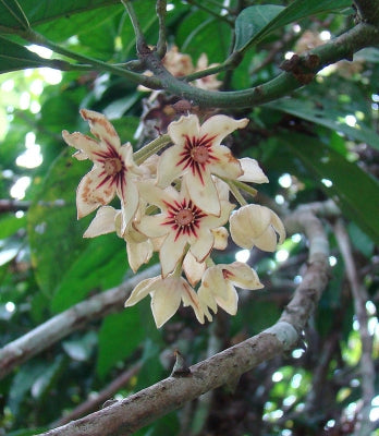 Health Benefits of Kola Nut