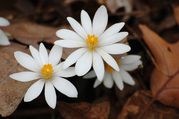 Health Benefits of Blood Root