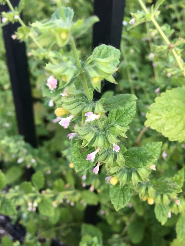 Health Benefits of Lemon Balm